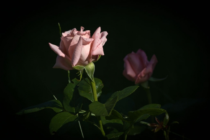 Павлово розы